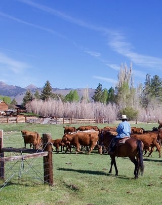 Ann Zollinger helps with spring cattle work