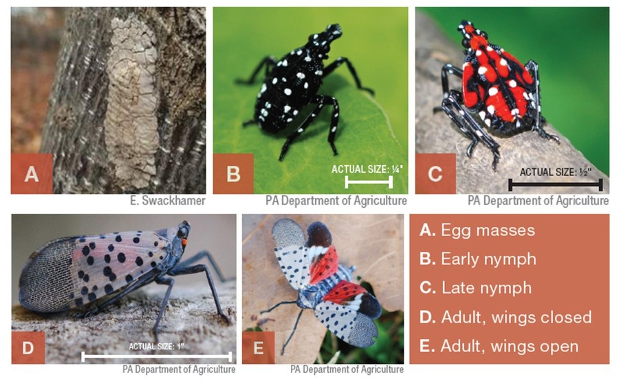 life-stages-of-spotted-lanternfly60eaa92bdaed2